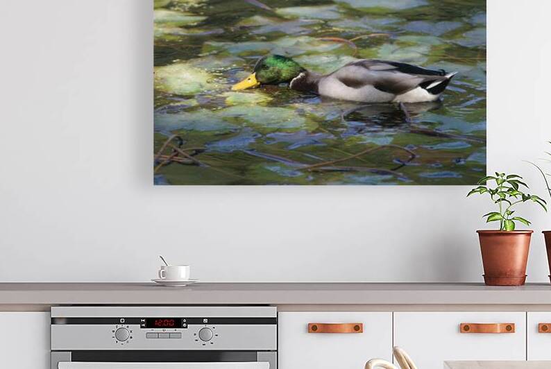 EATING GRASS IN PENNSYLVANIA POND by Thea Menagh