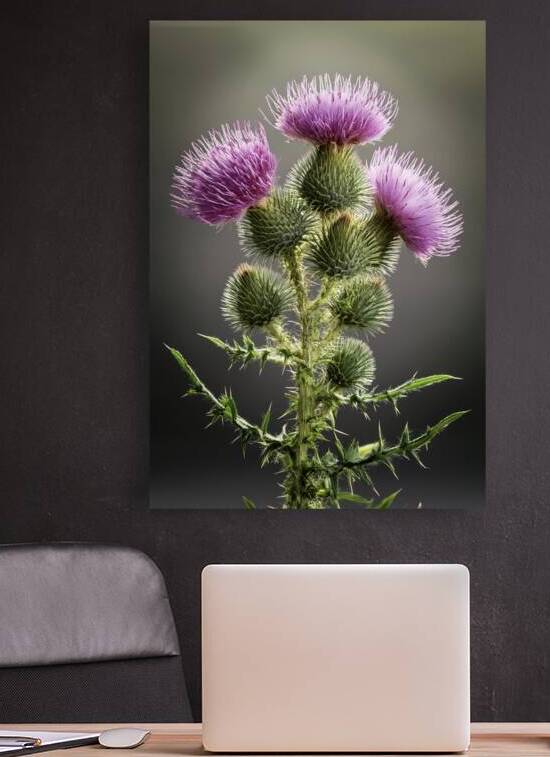 Scottish Thistle by Thea Menagh