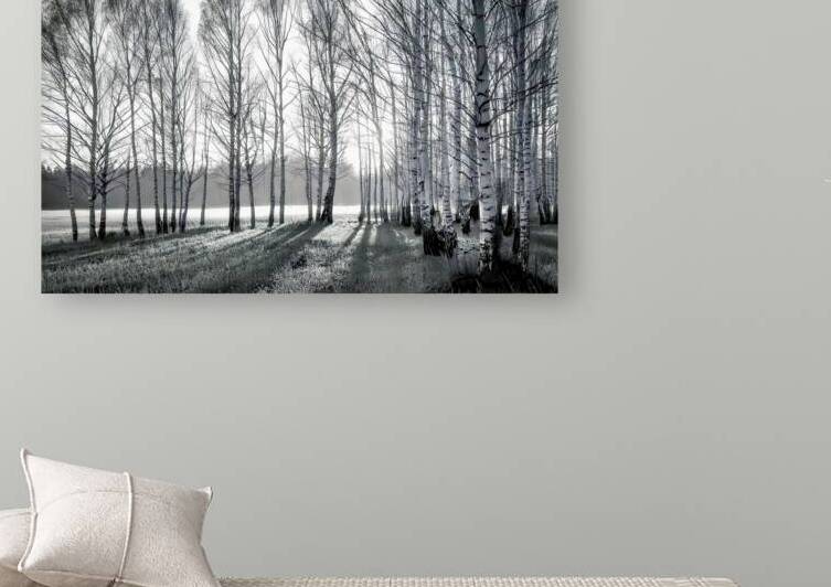 Black and White Trees  by Thea Menagh