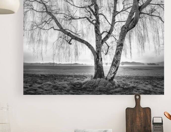 Weeping Willow in Black and White by Thea Menagh