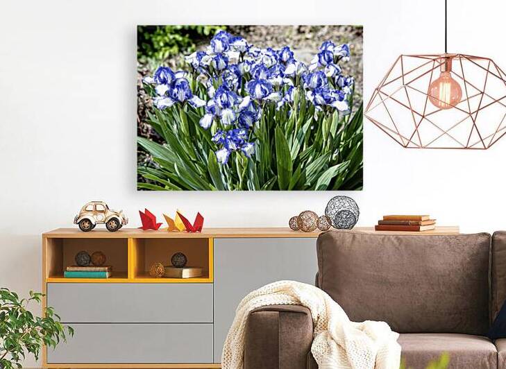 Wishing Irises Lasted All Summer by Thea Menagh