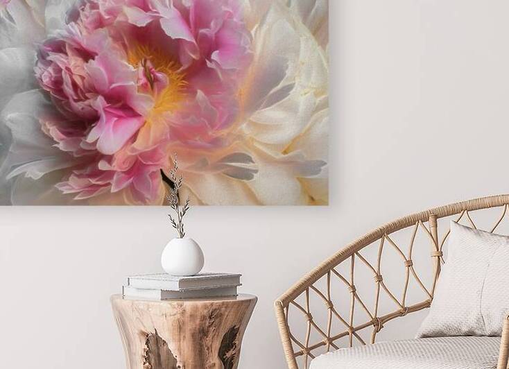 Pink Peony Surrounded by White by Thea Menagh