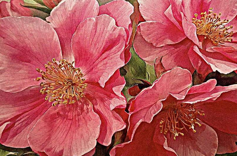 Alberta Wild Roses by Thea Menagh