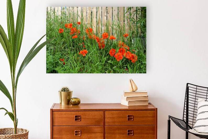 Poppies Sheltered by Fence and Grass by Thea Menagh