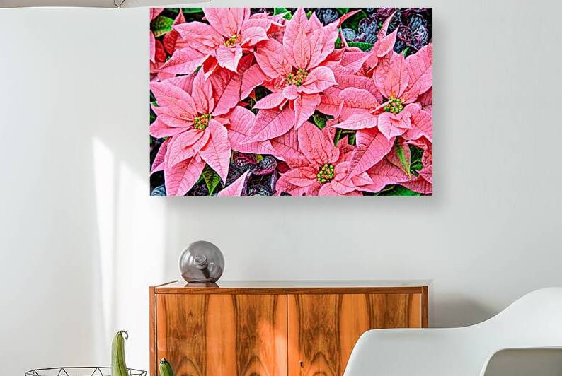 Pretty Pink Pointsettias by Thea Menagh