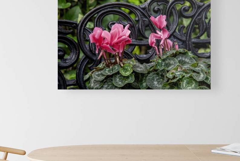 Cyclamen is a Christmas Favourite by Thea Menagh