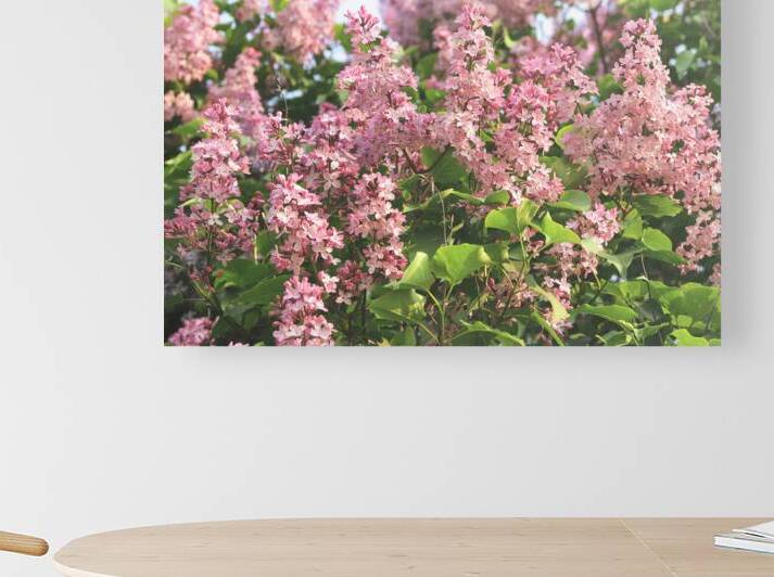 Pink Profusion of Lilacs by Thea Menagh