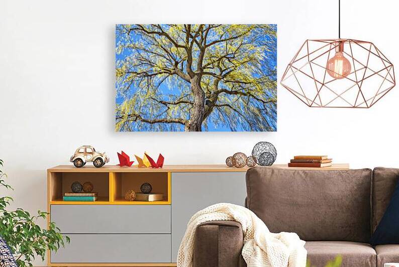 A Willow Awakening by Thea Menagh