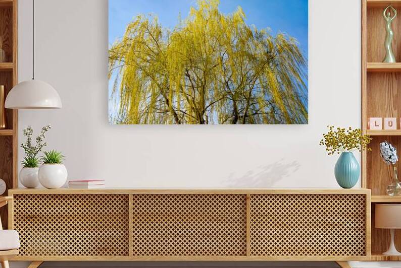 Huge Weeping Willow by Thea Menagh