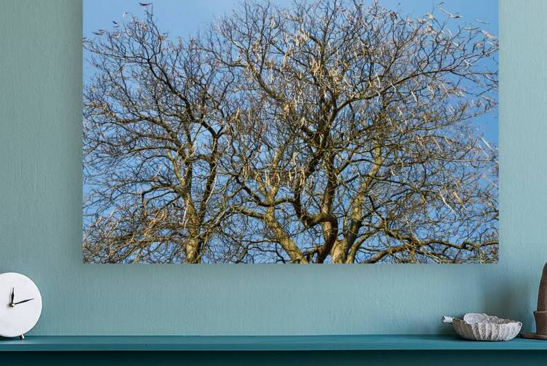 Seed Pods on Fall Trees by Thea Menagh
