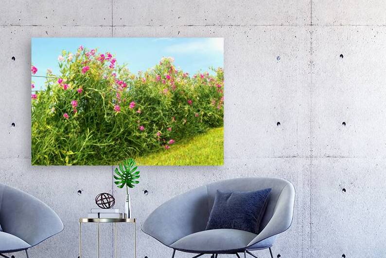 Sweetpeas on a Wire Fence by Thea Menagh