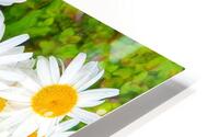 Shasta Daisies to Cheer You Up HD Metal print
