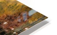 Evening in the Forest HD Metal print