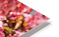 Apple Blossoms Maybe HD Metal print
