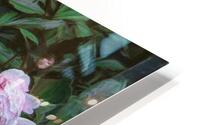 Leaside Peonies HD Metal print