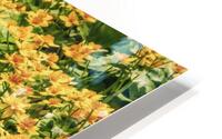 Sunny Yellow Meadow HD Metal print
