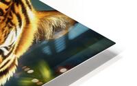 Tiger HD Metal print