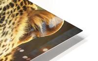 Leopard  HD Metal print