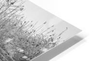 Ice-Covered Apple Trees HD Metal print