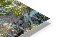 Cold Scotch Pines HD Metal print