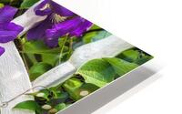 CLIMATIS ON THE TRELLIS HD Metal print