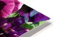 Pansies Making a Perfect Impression HD Metal print