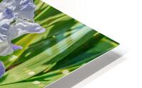 Stuck Up Irises HD Metal print