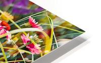 Blooming Echinacea HD Metal print