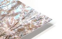 John Roberts Library Cherry Trees HD Metal print