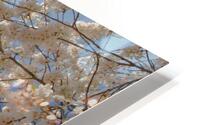 Cherry Blossoms HD Metal print