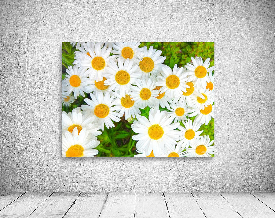 Shasta Daisies to Cheer You Up Wall Preview