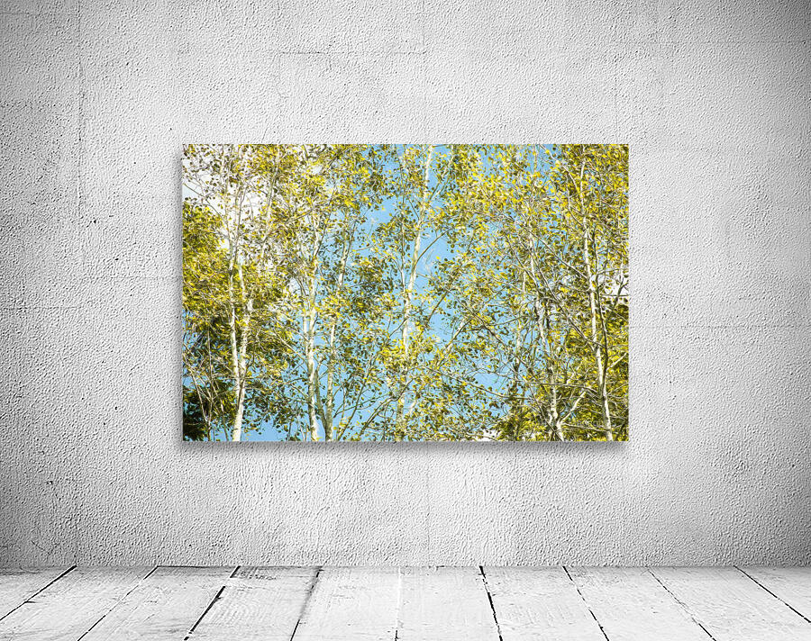 Aspen and Blue Skies Wall Preview
