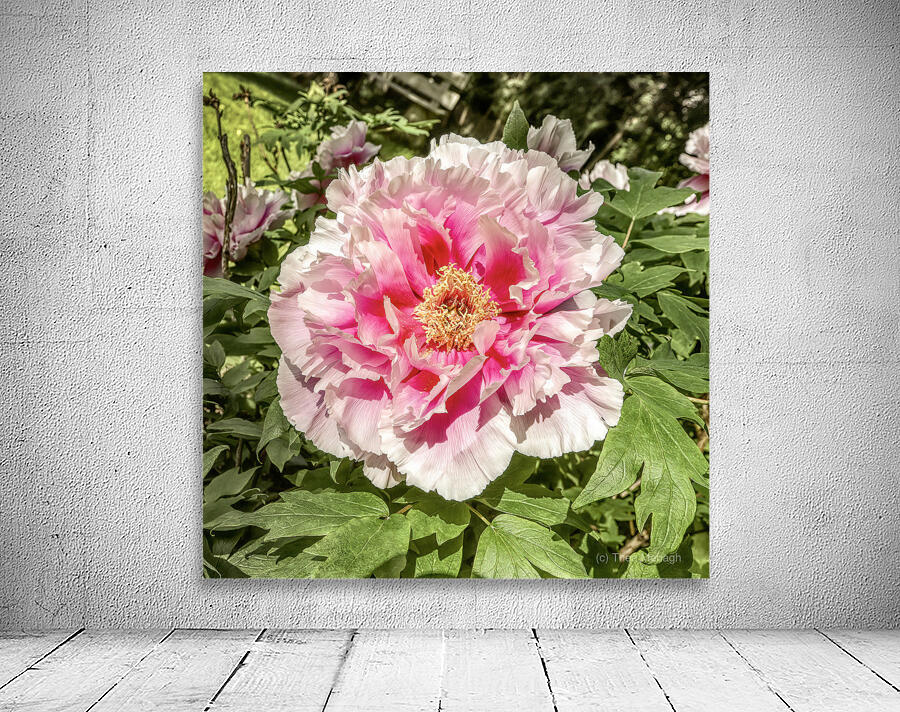 Pick the Largest Pink Peony Wall Preview