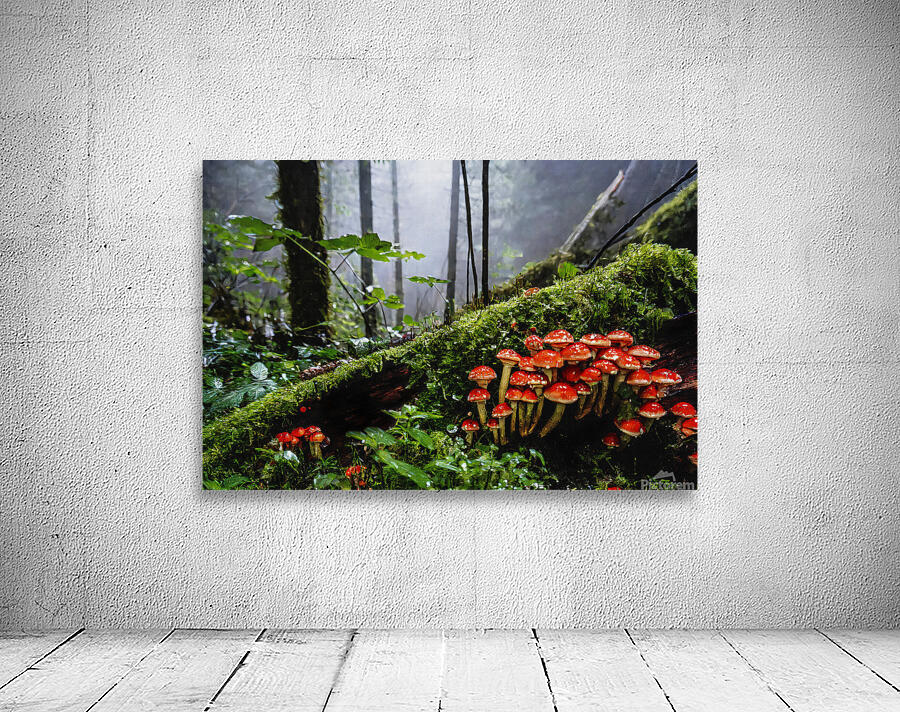 Deep and Damp Forest Wall Preview