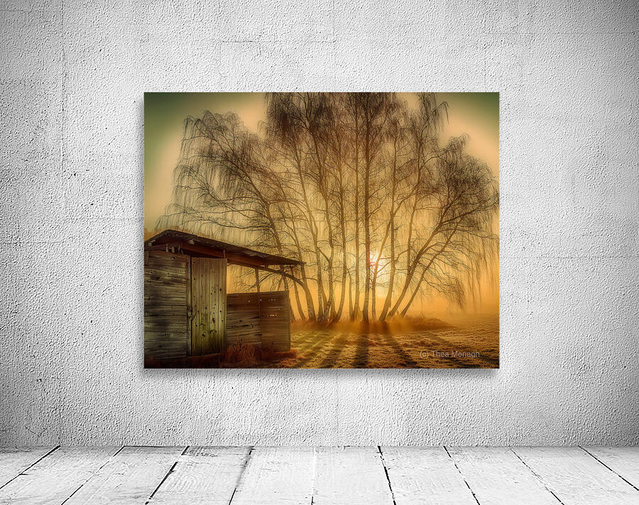 Sunset Through the Birches Wall Preview