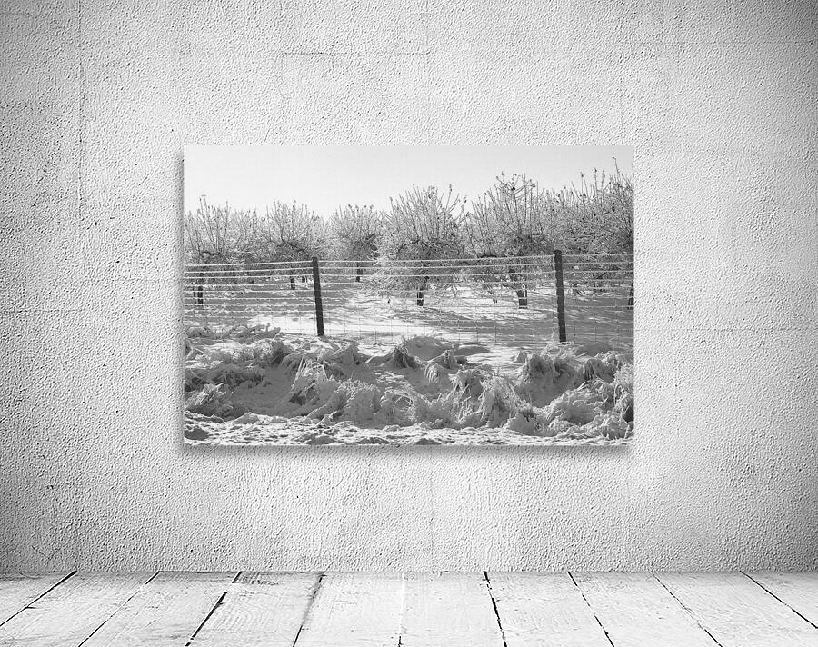 Ice-Covered Apple Trees Wall Preview
