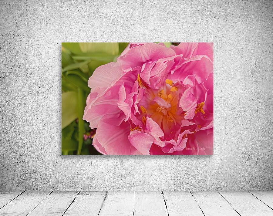 Pink Double Tulip Wall Preview