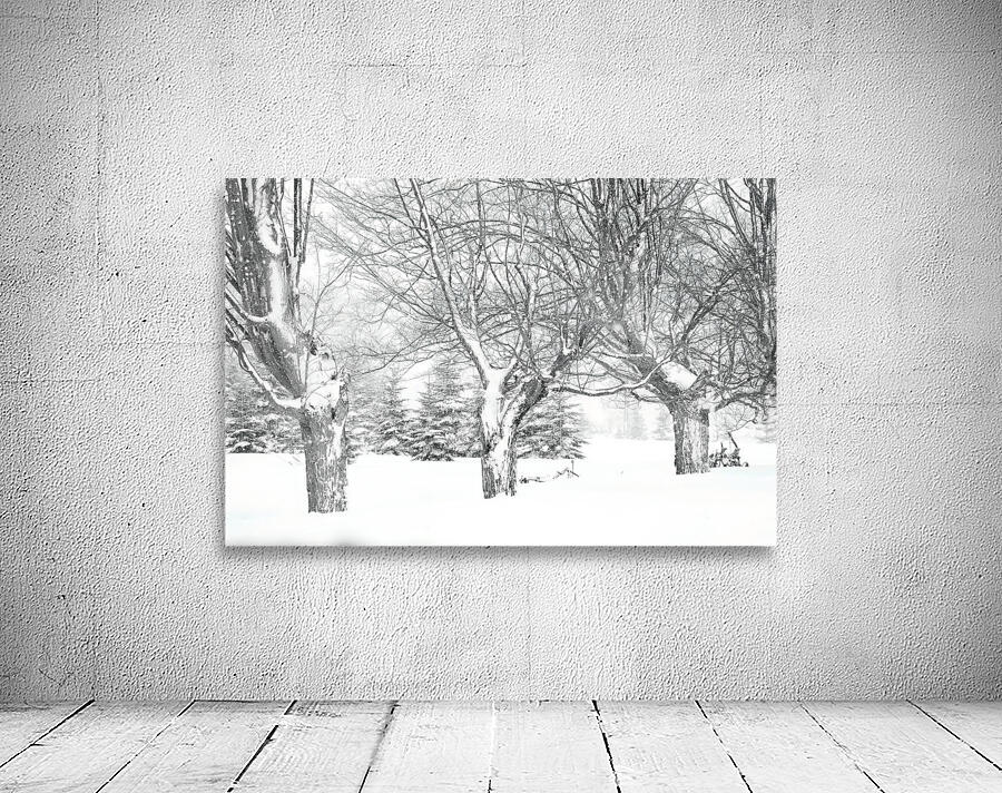 Some trees never give up Wall Preview
