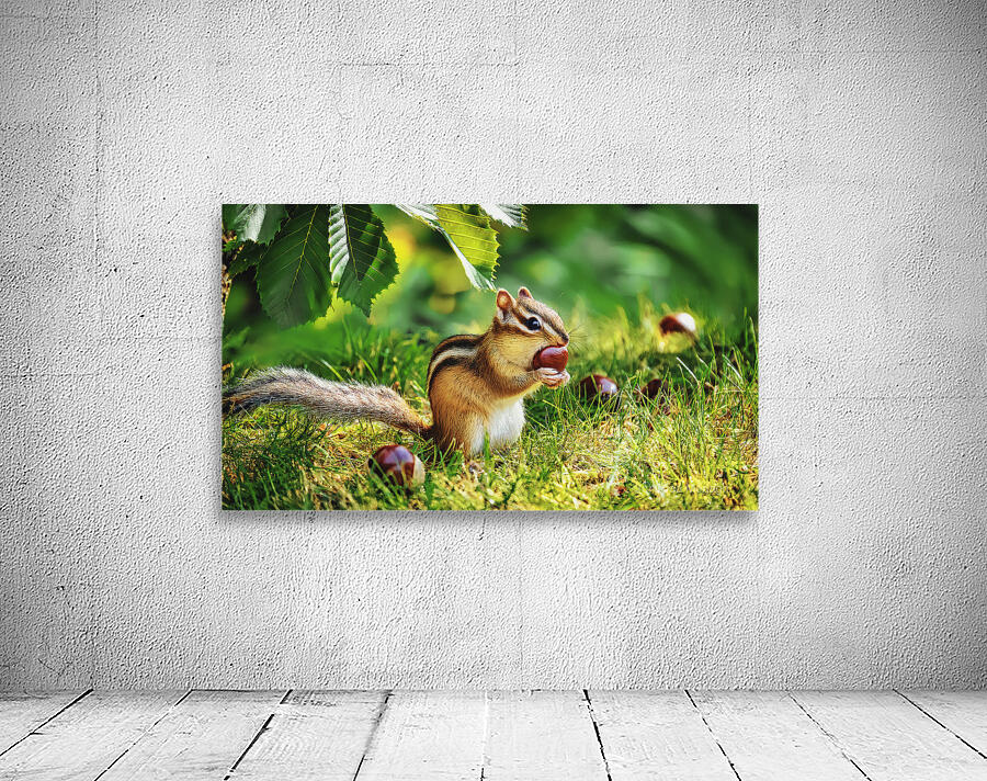 CHIPMUNK WITH A CHESTNUT Wall Preview