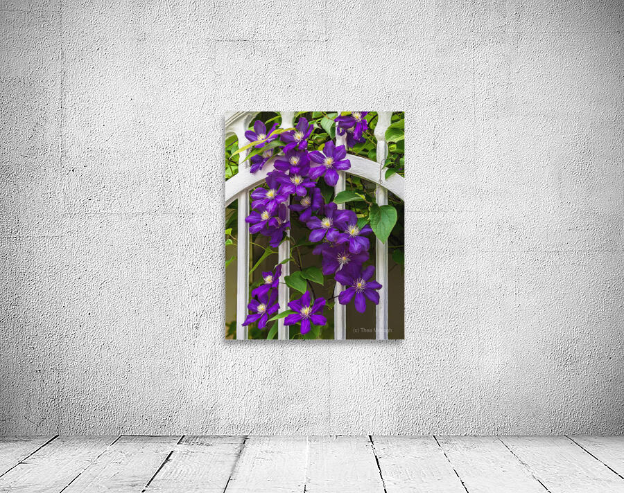 CLIMATIS ON THE TRELLIS Wall Preview