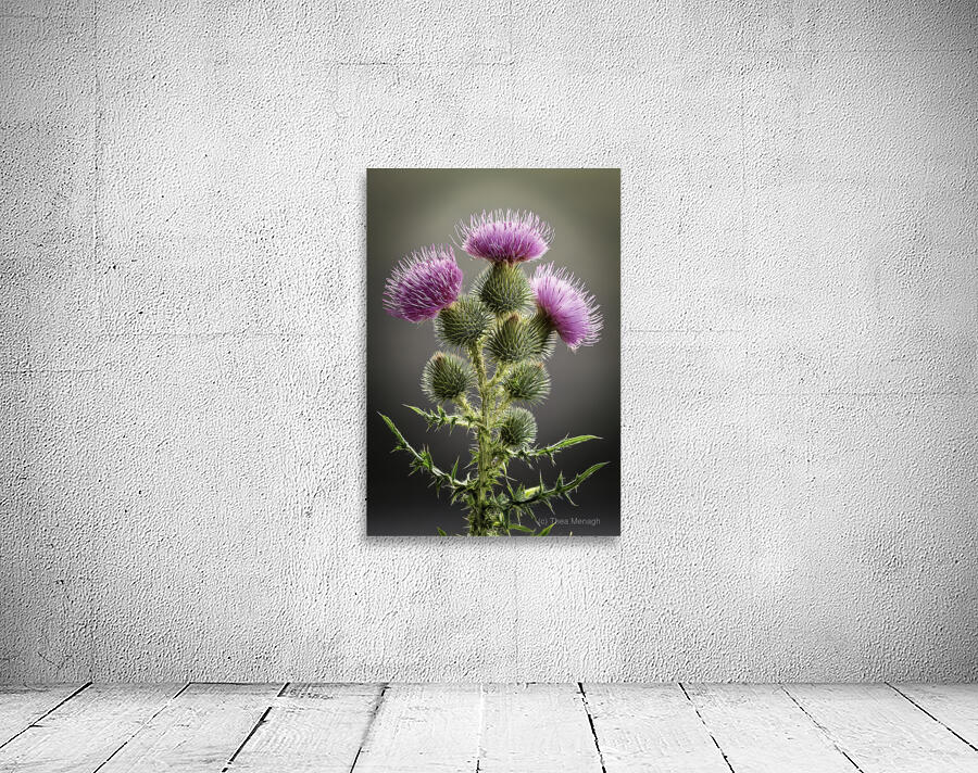 Scottish Thistle Wall Preview