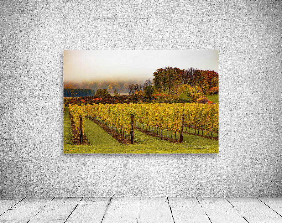 Niagara Vineyard Route Wall Preview