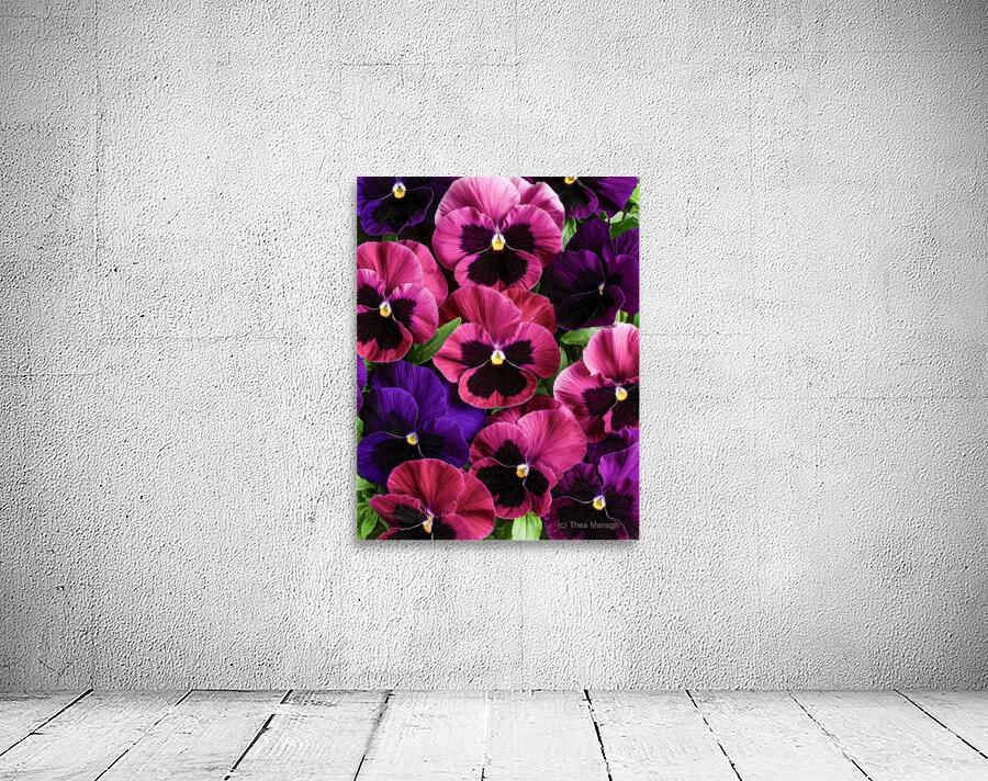 Pansies Making a Perfect Impression Wall Preview
