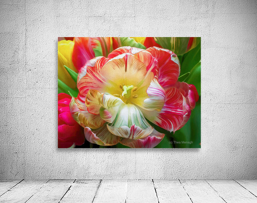 A Fully Open Parrot Tulip Wall Preview