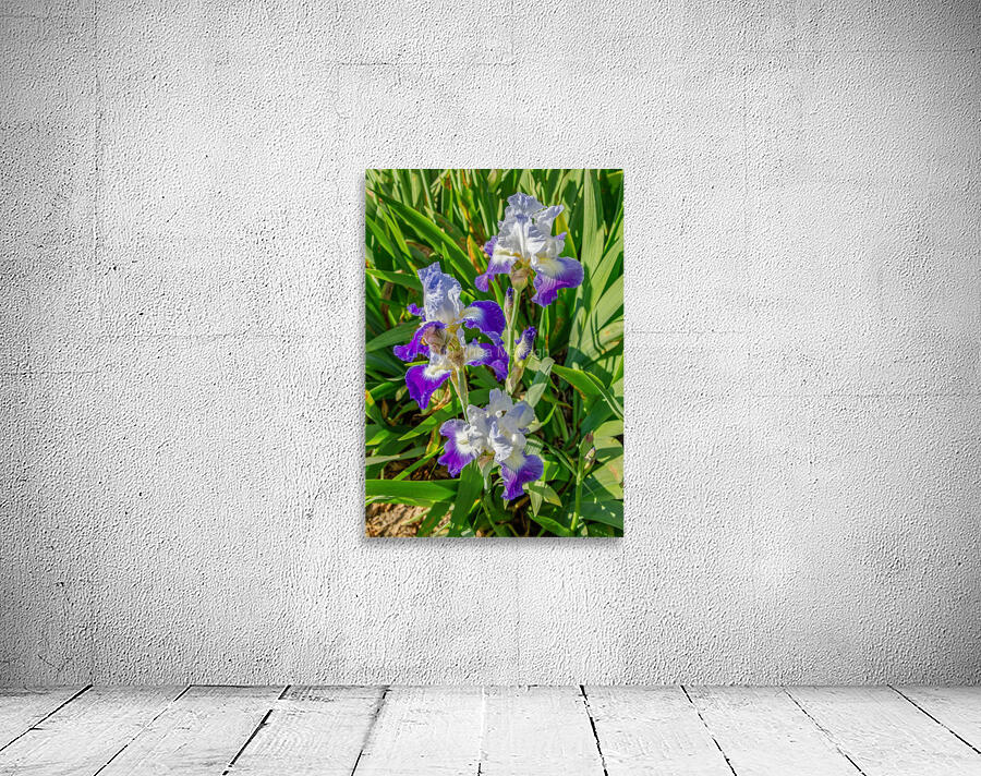 Stuck Up Irises Wall Preview