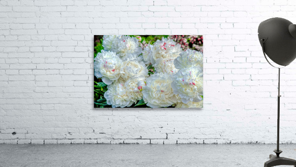 Group of White Peonies Wall Preview