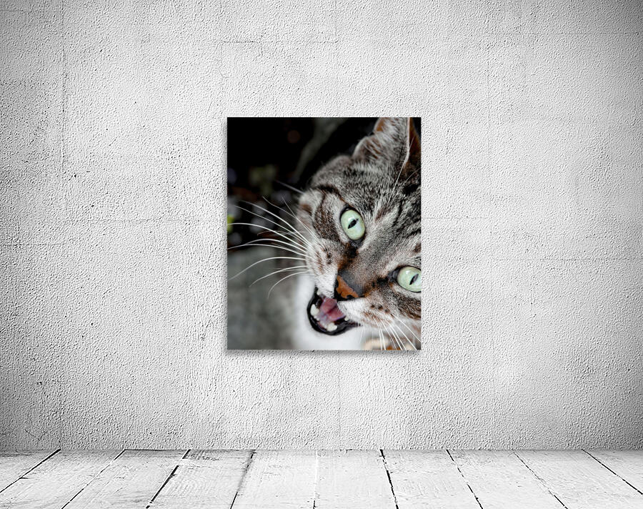 Chatty Cat Following Me Wall Preview
