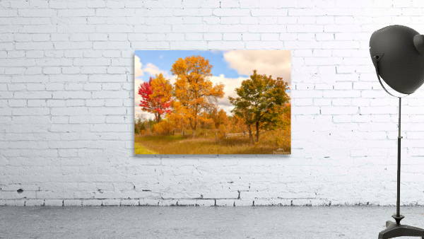 Much More Than Just Trees Wall Preview