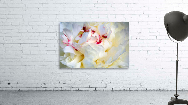 Peony Really Close Up Wall Preview