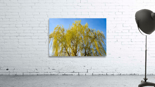 Huge Weeping Willow Wall Preview